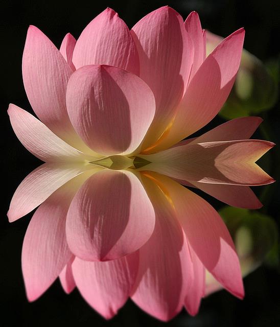 208874_555258744506995_77813372_n