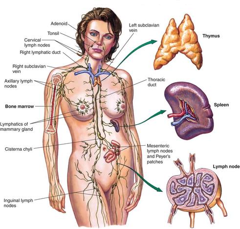 Lymphatic_System