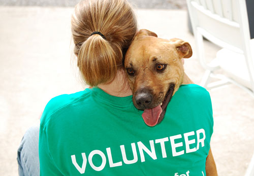 animal-rescue-volunteer-web