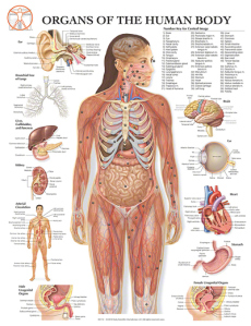 07-bs110_organs-of-the-human-body_20x26