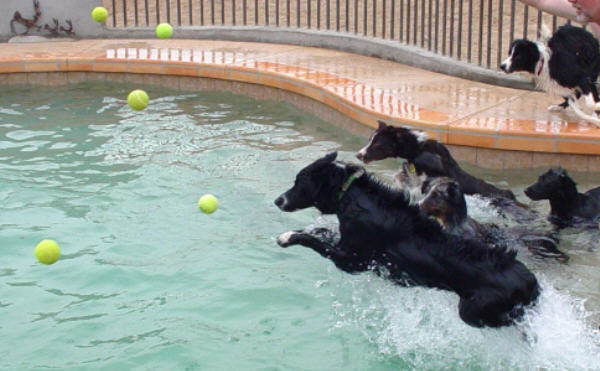 dogs-pool-ball-toss