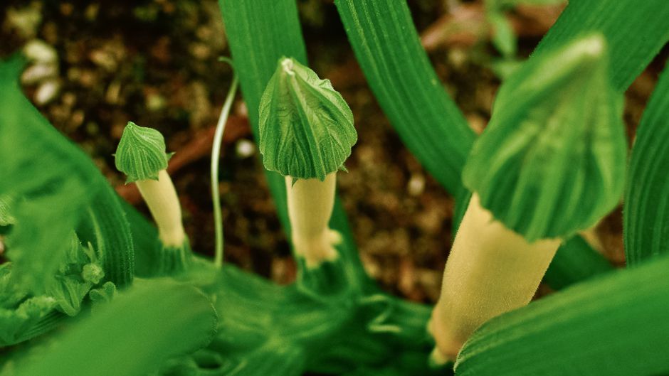 farming-in-the-concrete-jungle