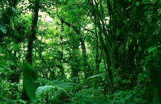 rainforest