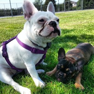 971995_10154166266180245_2669675683394983678_n