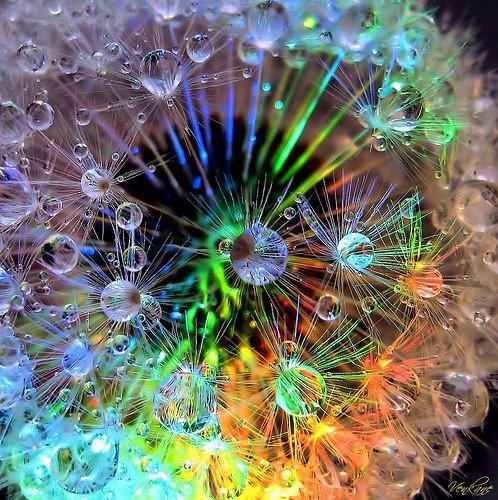 293877_507190535966773_163564872_n