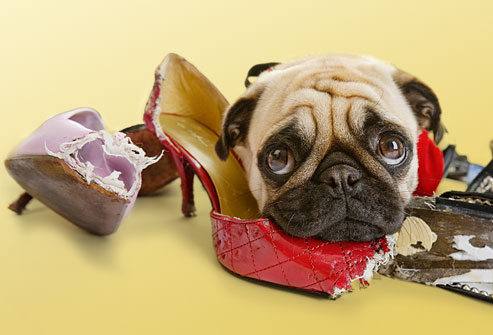istock_photo_of_dog_chewing_womans_shoes