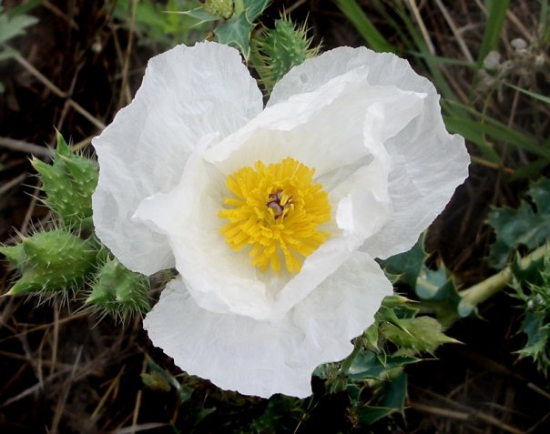 17150_1276097377459_1080695169_842513_4118215_n