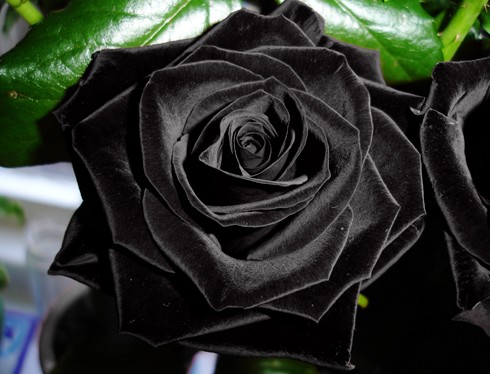 Black-Rose-Flower-photo