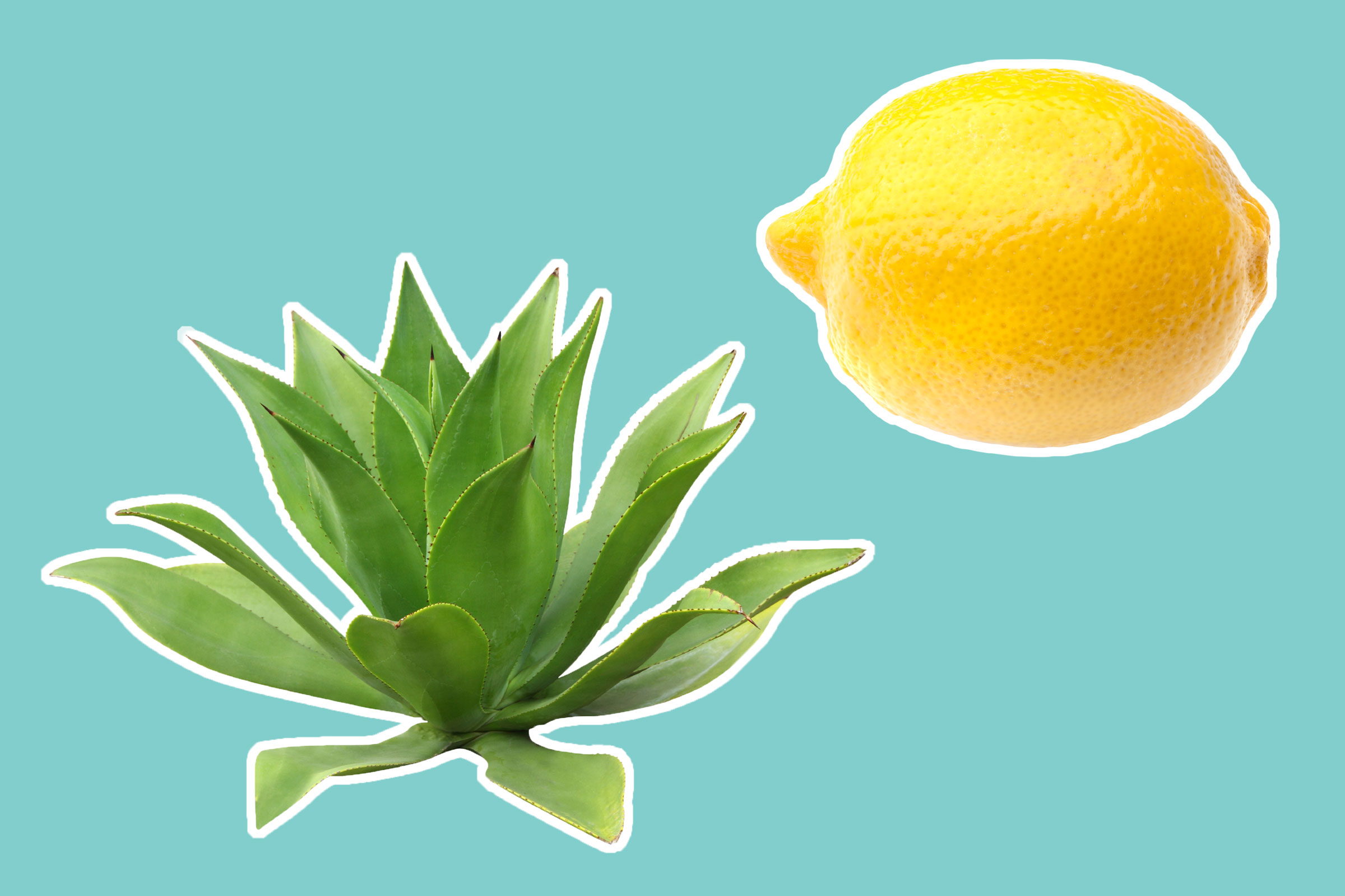 06-8-natural-recipes-for-amazing-skin-from-a-plastic-surgeon-agave-lemon