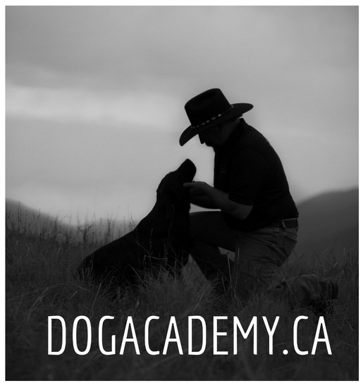 dOG aCADEMY.CA