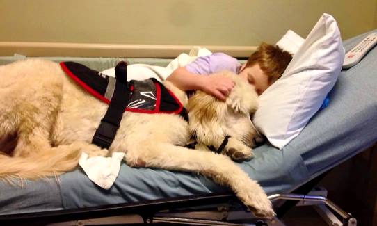 service-dog-training
